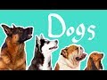 Dog Breeds and Their Origins