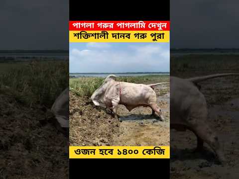 পাগলা গরুর পাগলামি দেখুন একবার। #shorts