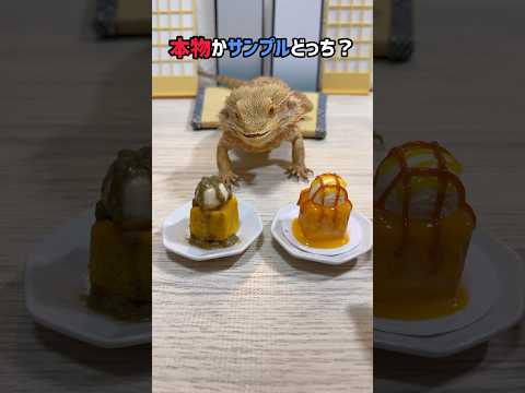 トカゲの大好物リレー　〜食品サンプル編⑤〜