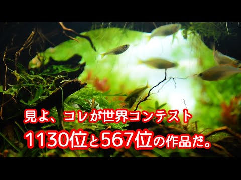 【ADA】見よ、これが世界1130位と567位の作品だ【世界水草レイアウトコンテスト】IAPLC2023＆IAPLC2024