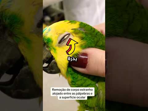 تفاجأت الطبيبة البيطرية بما فعله الببغاء!