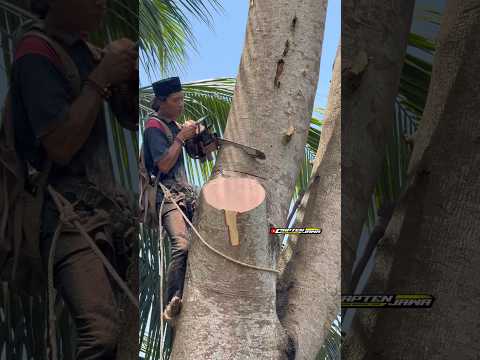 A Profesional skill man climbing and cutting down tree with chainsaw ms250