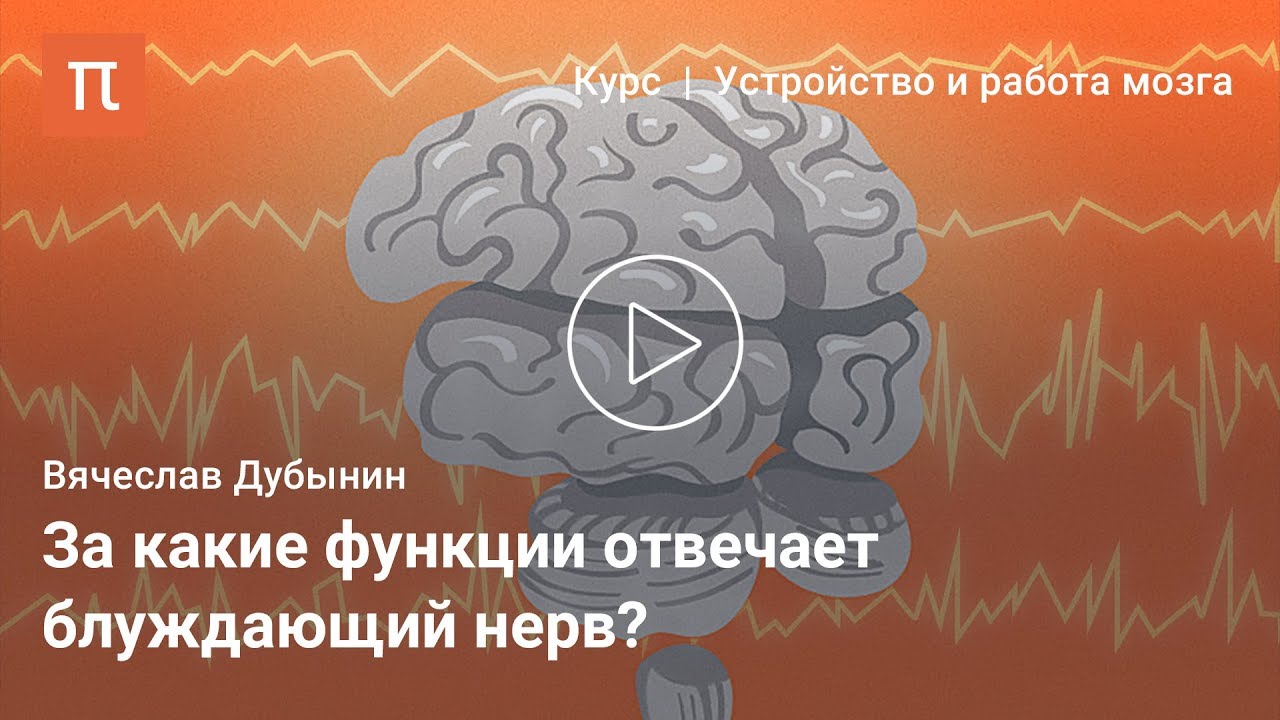 Вячеслав Дубынин - Продолговатый мозг и мост