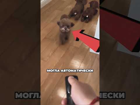 Робот собака лучше настоящей 🥰