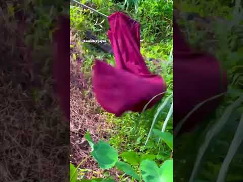 താമരശ്ശേരി RRT ടീം തുഷാരഗിരിയിൽ നിന്ന് രാജവെമ്പാലയെ പിടികൂടി ? - Rescuer kabeer | King cobra