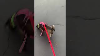 Happy Sunday walking #pitbullmix