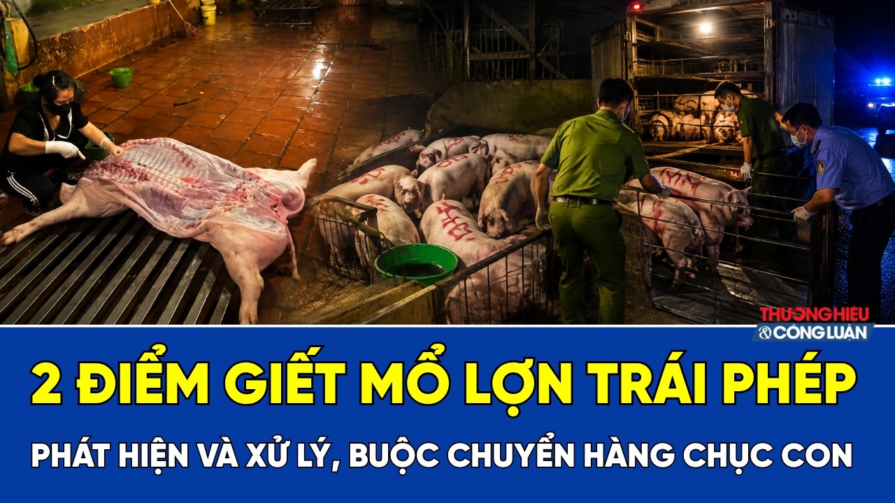 Phát hiện 2 điểm giết mổ lợn trái phép ở Hà Nội, hàng chục con bị buộc chuyển đi