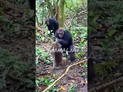 الشمبانزي غاضبة من القرد الصغير 🐒😭 #صراع #الحيوانات #shorts