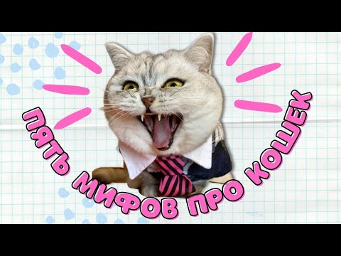 Пять мифов про кошек, в которые ты до сих пор веришь #кот #коты