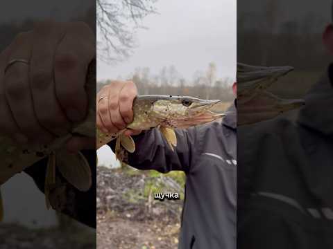 Заставляем щуку клюнуть #рыбалка #спиннинг #щука