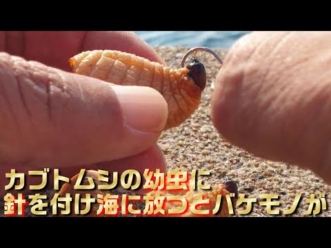 カブト虫の幼虫に針を掛け堤防から放つと恐怖的怪物がむさぼり釣れる