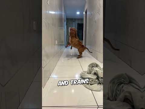 Conscious Dog Owner Acts Immediately (Via apoloakira)