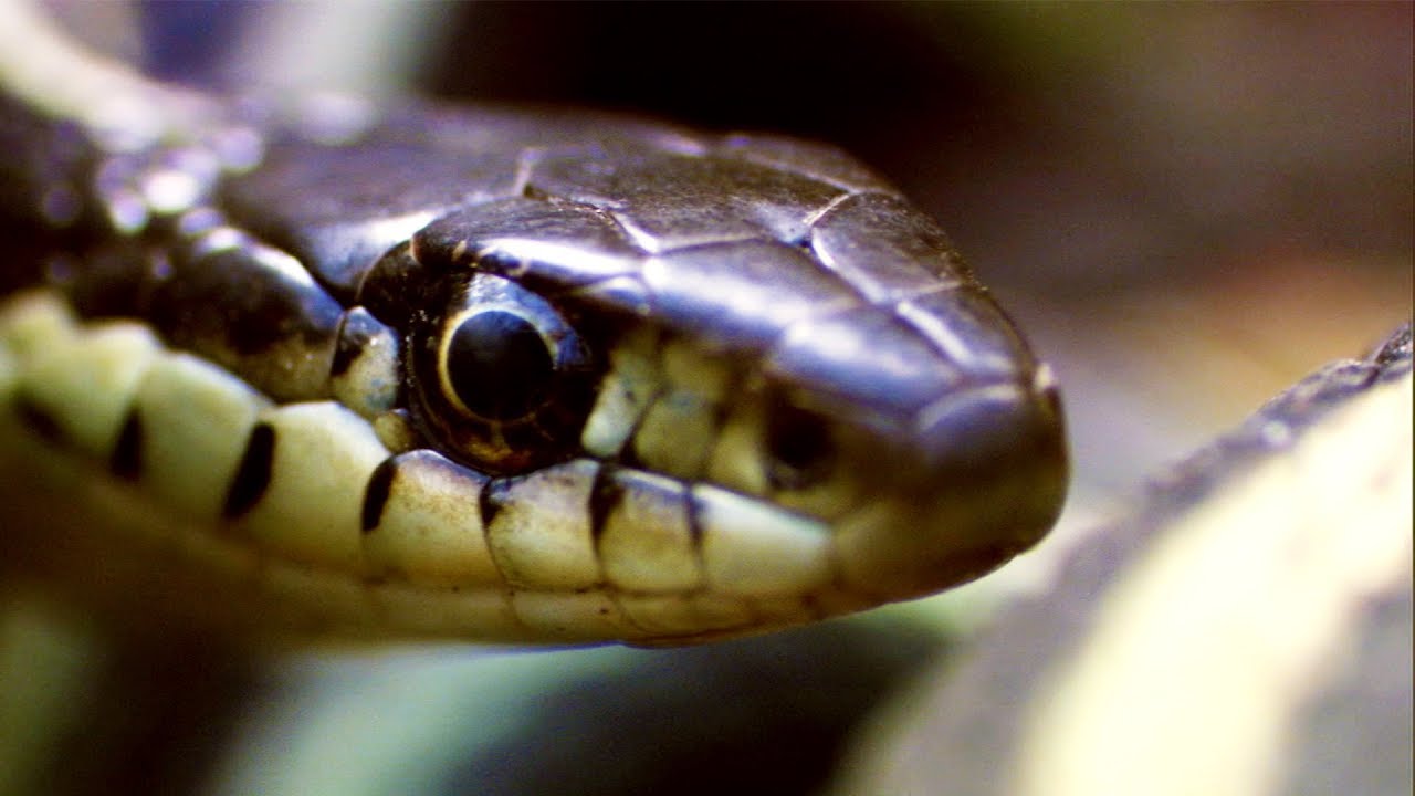 Male Garter Snake Tricks Other Males With His Female Scent Life BBC Earth