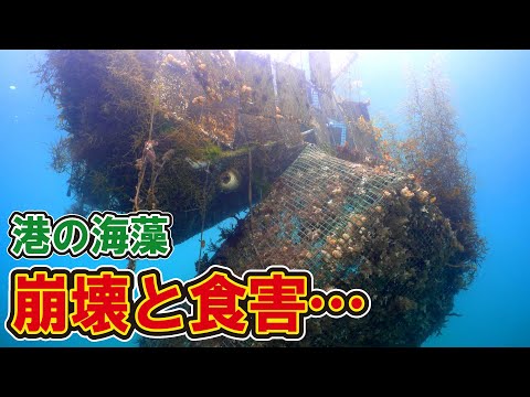 【異変】海藻だらけの港のカゴが崩壊…海藻の苗がボロボロに。