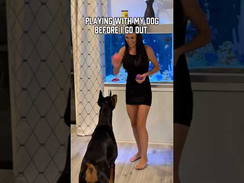 Playing ball with my dog #dobermanpinschers #dogplaying #dogs