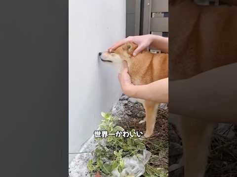世界一かわいいセキュリティ😊