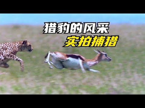 30秒決定生死，詳細拆分獵豹捕獵的精彩瞬間，視覺震撼 - YouTube