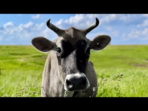 Our Milk Cow Passed Away