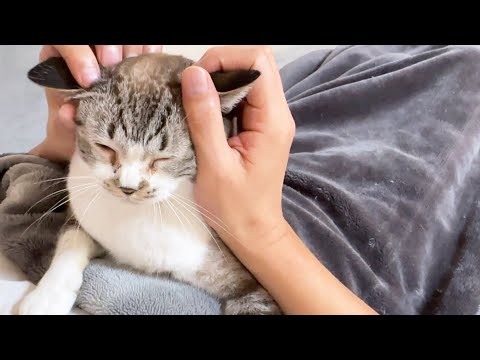 【可愛すぎる猫の食事】ご飯と飼い主の間を往復する猫にある言葉を投げかけてみると…