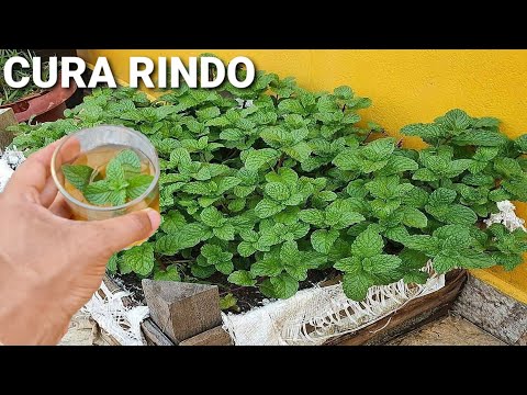 Só a folha dessa planta destrói(coceira,gripe,fungos)
