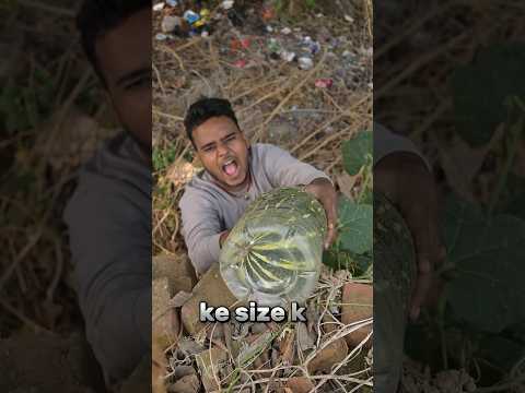 सीताफल को बोतल मे पैक करने पर क्या होगा #shotrs #experiment #sitafal