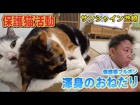 【渾身のおねだり】新入り保護猫ブルボンが風ちゃんに甘えるようにサンシャイン池崎さんには・・・