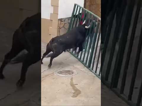 ⚠️CASI SE ESCAPA ⚠️ESTE ENORME TORO BRAVO DEL RECORRIDO🤦🏻‍♂️ Villarejo De Fuentes (Cuenca)