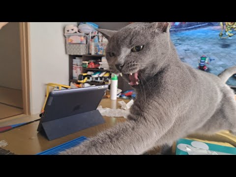 ドラクエ３のBGMが似合うモンスター猫。バギマにブチギレ。