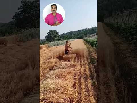 Smart Farmer #shortsfeed #shorts #youtubeshorts