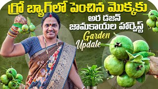 చిన్న గ్రో బ్యాగ్ కవర్ లో పెంచిన అర డజన్ జామకాయలు | Garden Update | Fruits Harvest on Terrace garden