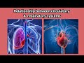 Circulatory and Respiratory System Functions