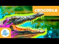 Crocodile Facts and Trivia