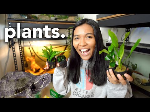 I bought LIVE PLANTS for my TURTLE TANK (and then  I bought live plants to try to create a planted musk turtle tank...but the turtles had other ideas :