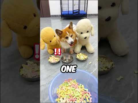 The Dog Was Not Happy About This! 😳🤣