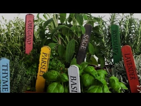 35 HERBAL PLANTS NA DAPAT MAY TANIM KA PART 1