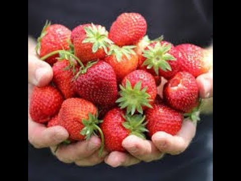 Вареники с клубникой на пару