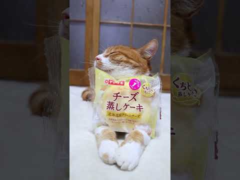 猫の動画サムネイル - チーズ蒸しケーキ　250430 #ねこ　#のせ猫  #cat #cute #cutecat #animals #ネコ #funnycats #kitty #kitten #猫のいる暮らし