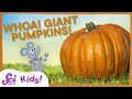 Giant Pumpkins and Their Growth