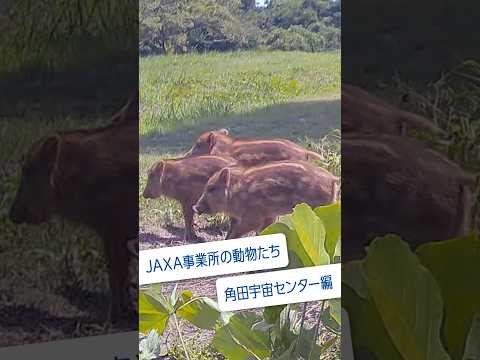 #JAXA 事業所の動物たち #角田宇宙センター 編 #shorts