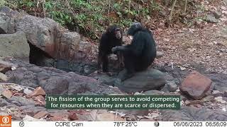 Video of Dindefelo chimpanzees - JGI Senegal