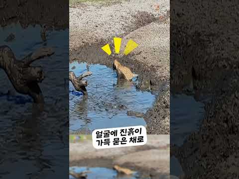 표범이 보이자 들끓는 웅덩이의 정체ㄷㄷ