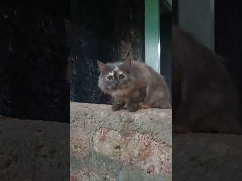 CAT VIDEO! CUTE CAT!PETS AND ANIMALS!#cat #meow #cuteanimal #cutecat #cutepet #cute #kitten #cats