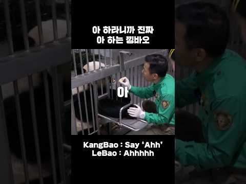 큰 덩치에 그렇지 못한 낑소리…귀여운 러바오 목소리 모음