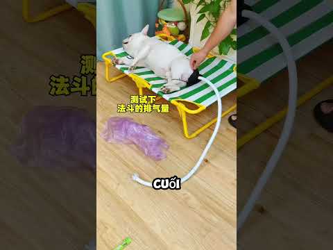 Chú chó với tài năng xì hơi mỗi 7 phút một lần!