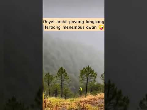 Onyet ambil payung langsung terbang menembus awan
