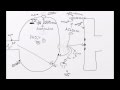 Acetylcholine Function and Breakdown