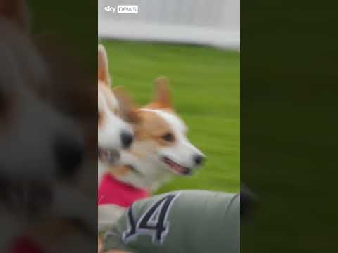 Corgis go paw-to-paw