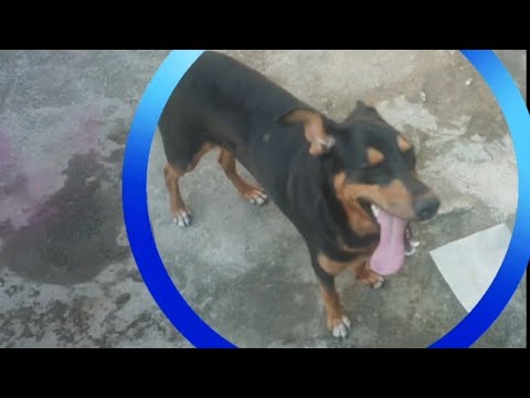 un día en la vida de coco 🐕🐕🐕🐾