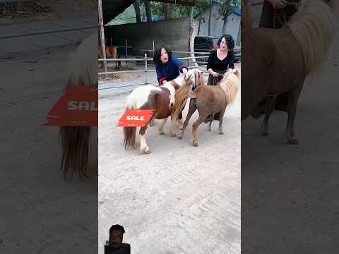 #horse #cute #pony #animals #animal #allindiamarwarihorsesocietyaa