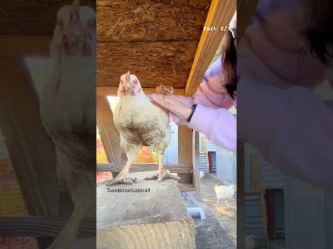 Weigh our Cornish Cross Meat Chickens part 2 ⚖️🐔#GodIsGood #meatchicken #cornishcross #Homestead
